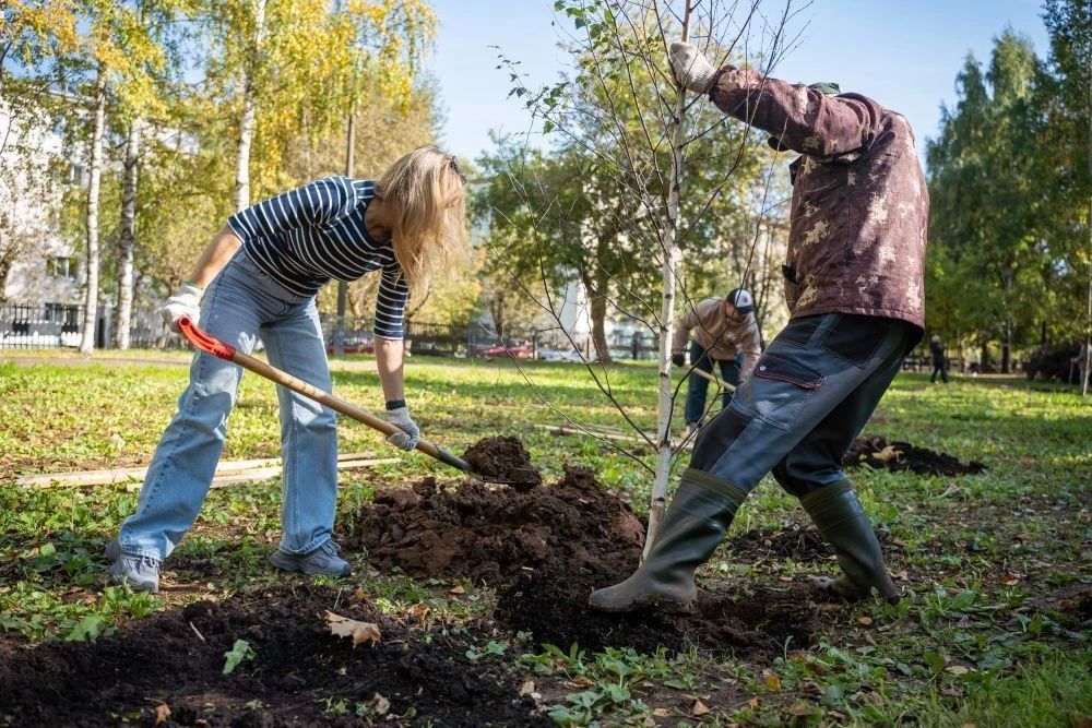 В Кирове осенью планируют высадить около 273 кустарников