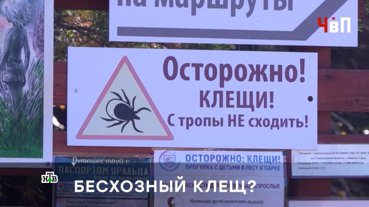 Энцефалитный клещ убил ребенка в Свердловской области