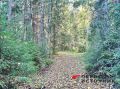 Сезон охоты на бобра и выдру в Кировской области откроется 1 октября