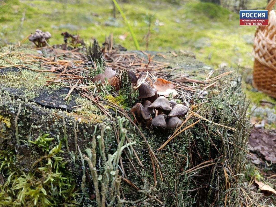 В пятницу, 25 сентября, в Кировской области ожидается переменная облачность, без осадков, сообщили в региональном центре по гидрометеорологии и мониторингу окружающей среды