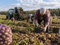 В Кировской области картофель убран примерно на половине площадей