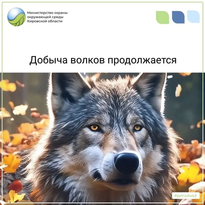 В Кировской области с начала года добыто свыше 200 волков