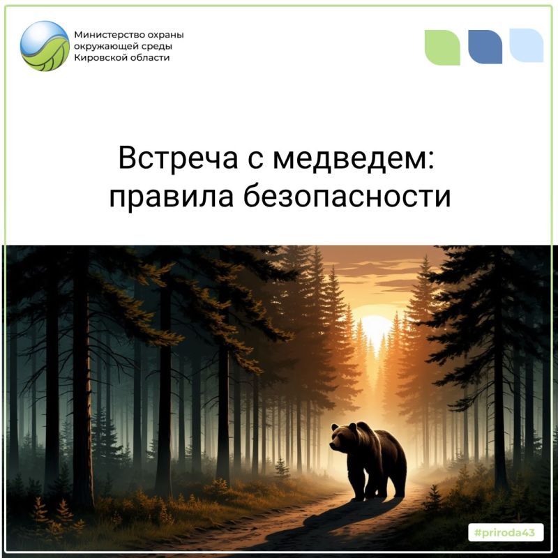 Встреча с медведем в лесу — ситуация стрессовая, но правильные действия могут спасти жизнь