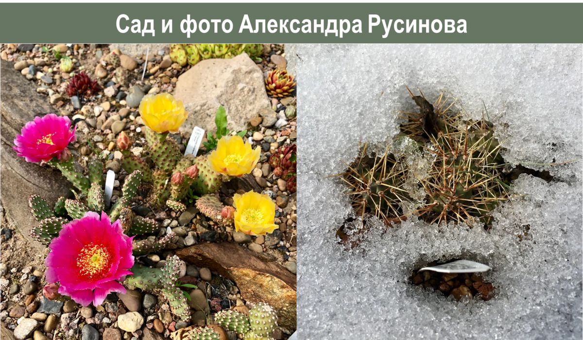 Почему весной растения остаются безжизненными? Причины и решения
