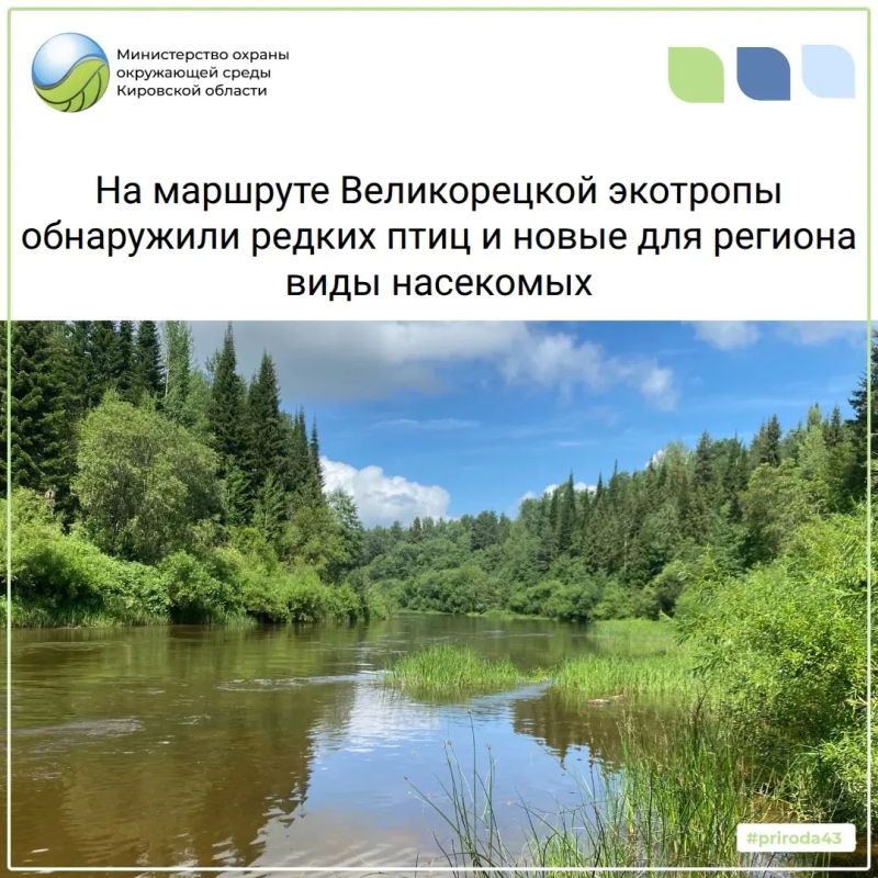 На маршруте Великорецкой экотропы учёные обнаружили новые для региона виды насекомых