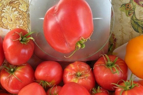Томат Данко: секреты успешного выращивания крупноплодного сорта
