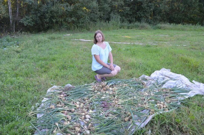 Как правильно ухаживать за луком за 10 дней до сбора урожая