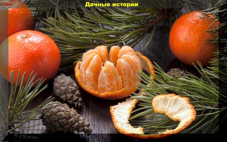 Секреты вторичной переработки: еловая хвоя и мандариновая кожура