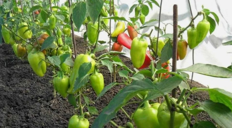Как ускорить созревание перца в августе: секреты огородников