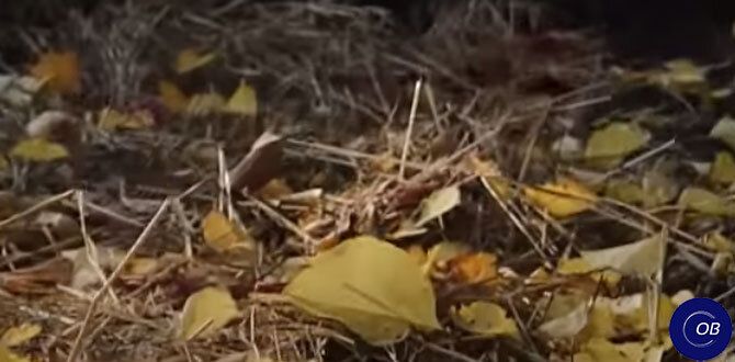 Листья не на помойку: как извлечь пользу из опавшей листвы в саду