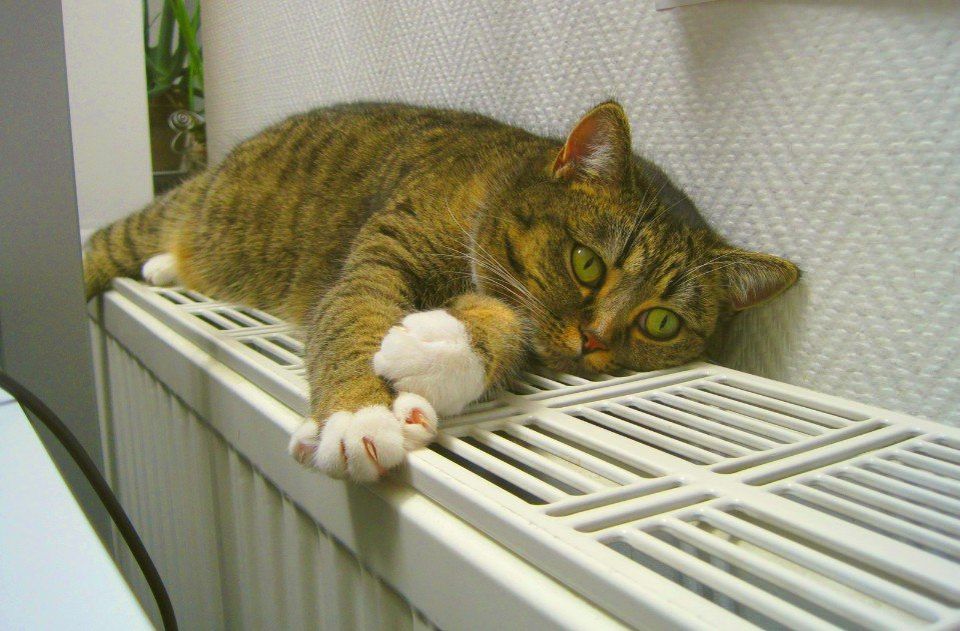 Когда включат отопление: основные правила и ваши действия в холодное время года