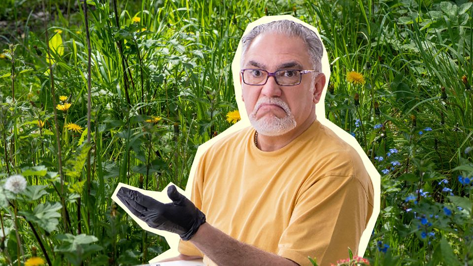 С прополкой этих сорняков лучше не затягивать: иначе захватят весь участок