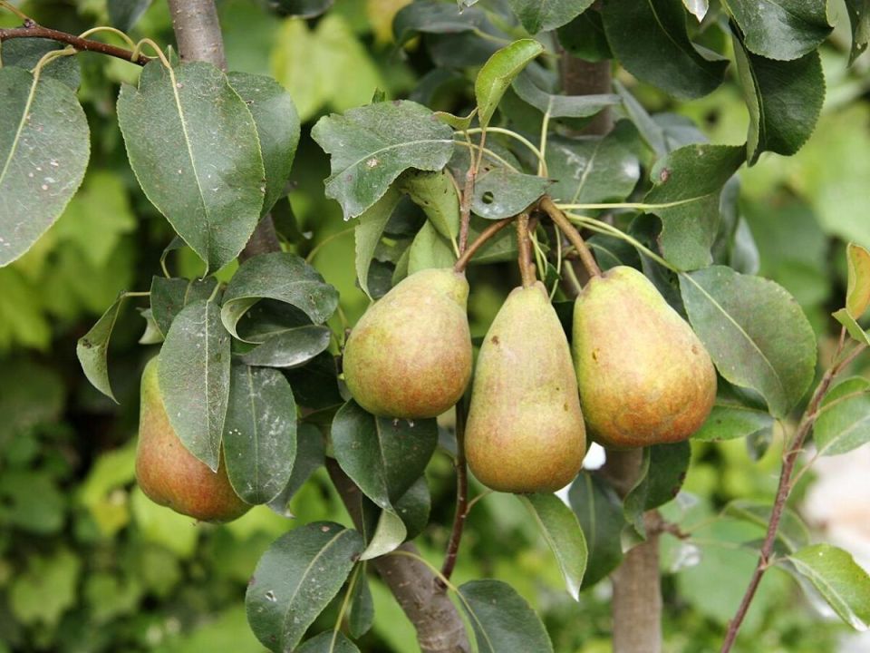 Как правильно подкормить груши для улучшения их вкуса