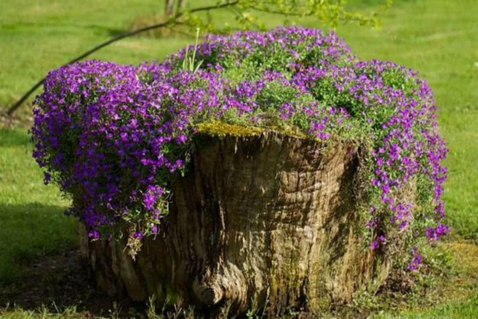 Как превратить пень в природное произведение искусства: 7 экологичных идей