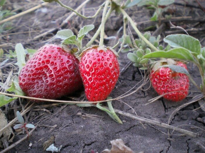 Проверенные временем сорта клубники: натуральные легенды на вашем столе