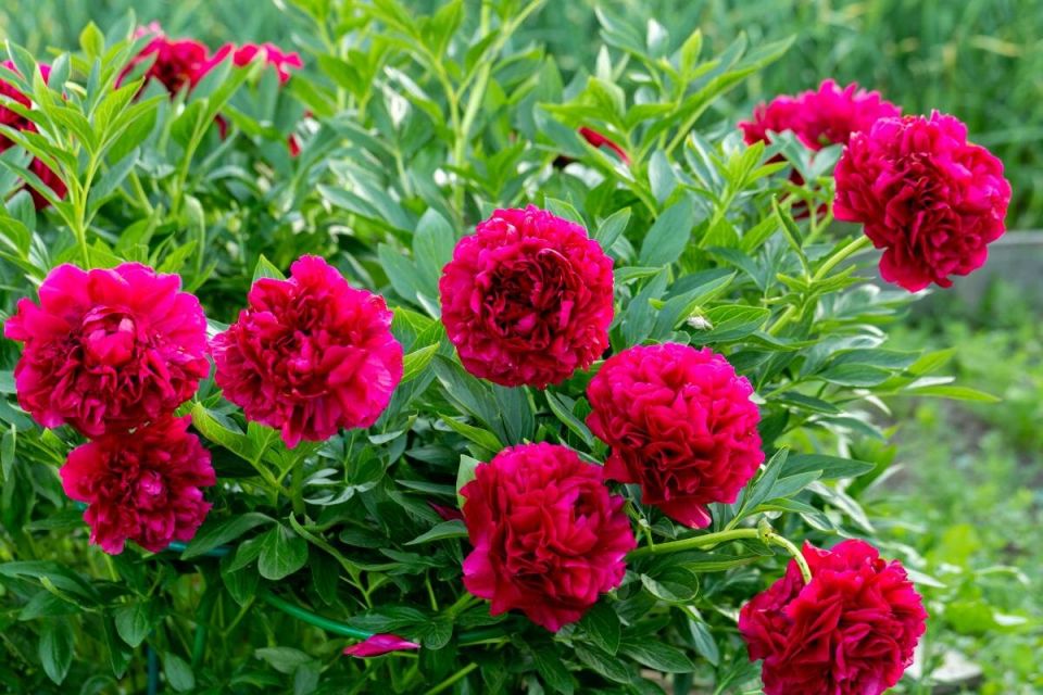 Секреты обрезки пионов: как избежать распространённых ошибок