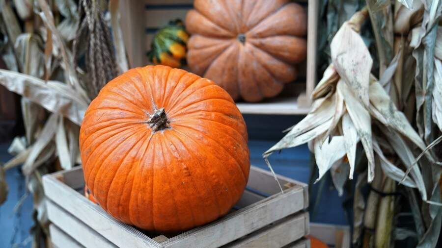 Тыквенный Спас: как осень вдохновляет на уют и творчество