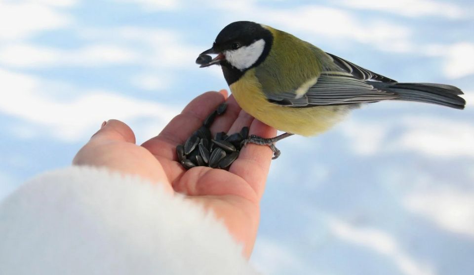 Мертвые синички на снегу: что мы делаем не так с кормлением птиц?