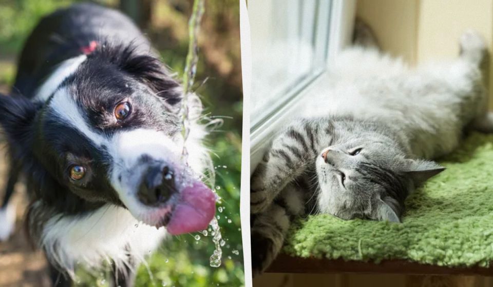 Как облегчить жизнь питомцам в жару: 5 простых шагов