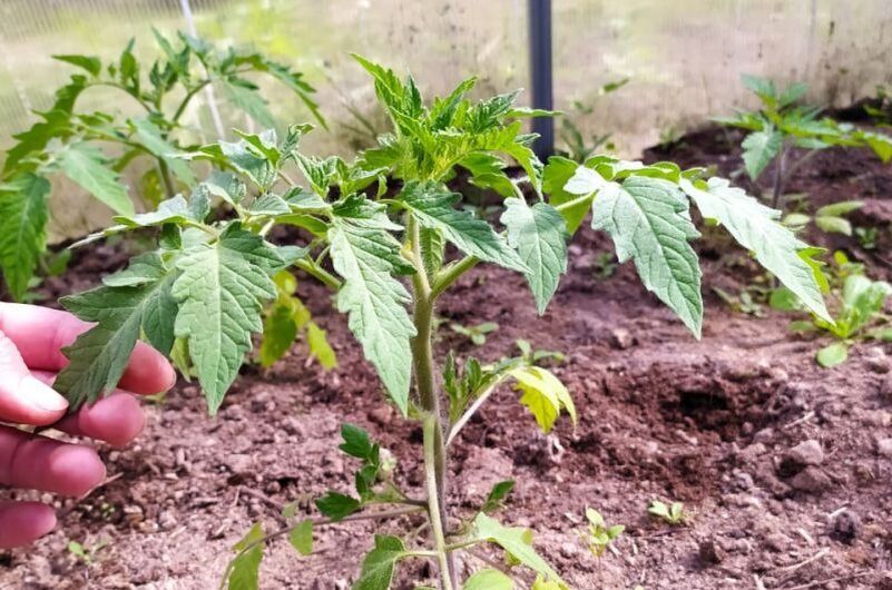 Томаты в теплице: ключевые советы по уходу для успешного роста