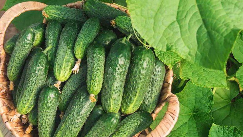 Секреты богатого урожая: лучшие сорта огурцов для теплиц