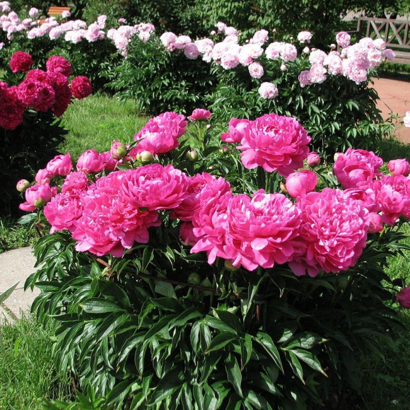 Секреты пышного цветения пионов