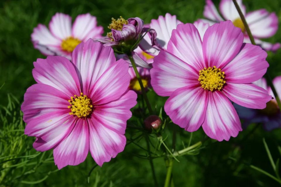 Секреты зимнего посева: цветы, которые расцветут весной