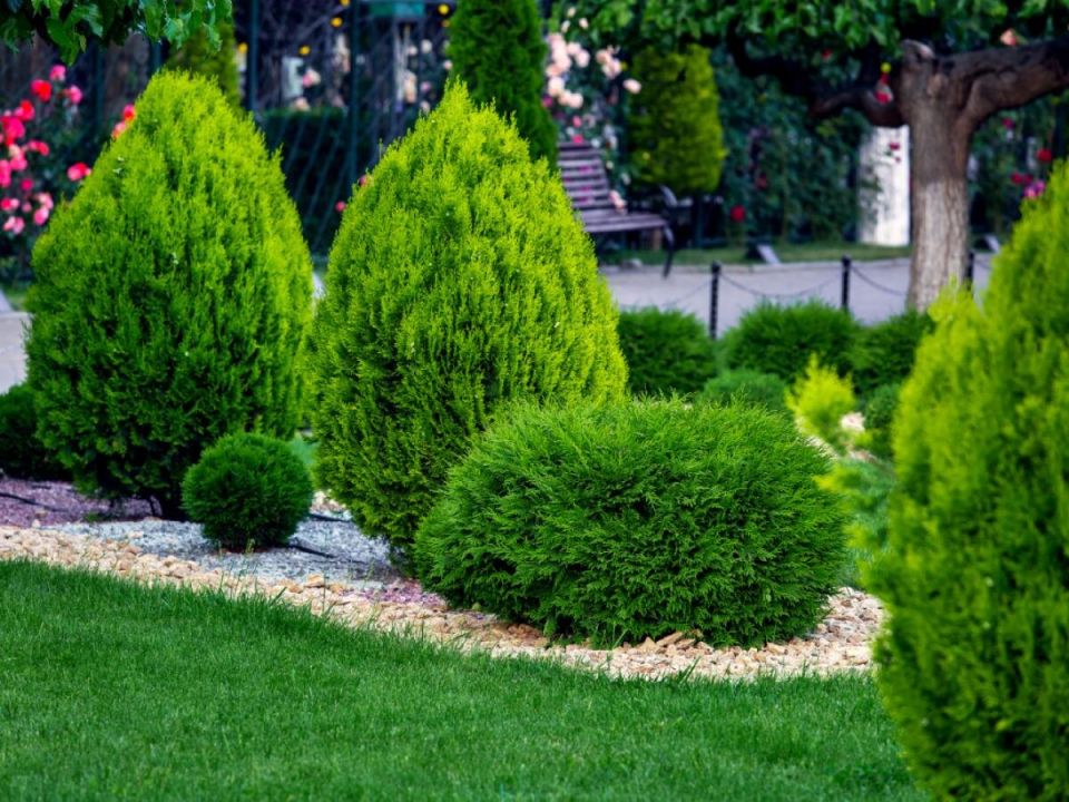 Леспедеза: зеленая красота, которая оживит ваш дом