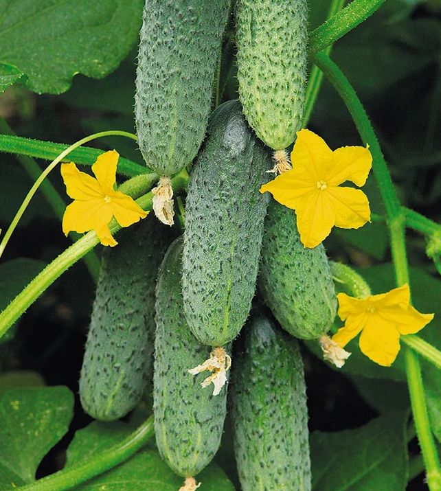 Секреты успешного полива огурцов в жаркую пору: как получить хрустящий урожай