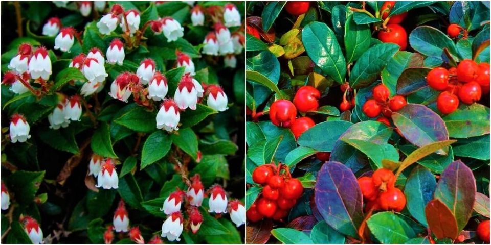 Морозостойкий мини-кустарник с эффектными ягодами: идеальное украшение для сада и дома