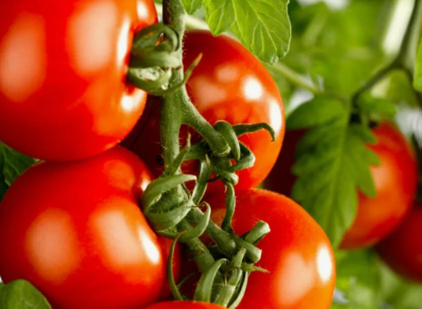 Урожайные томаты, которые удивят даже самых опытных дачников