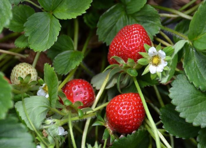 Как правильно утеплять землянику: советы для заботливых садоводов