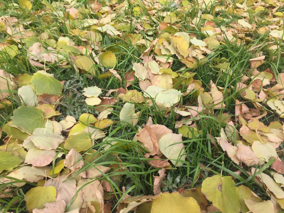 Как эффективно использовать опавшую листву на даче: идеи для полезного утилизации