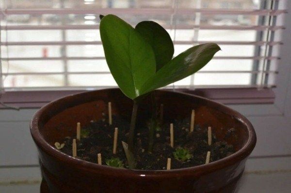 Неожиданные помощники цветочников: спички для домашних растений