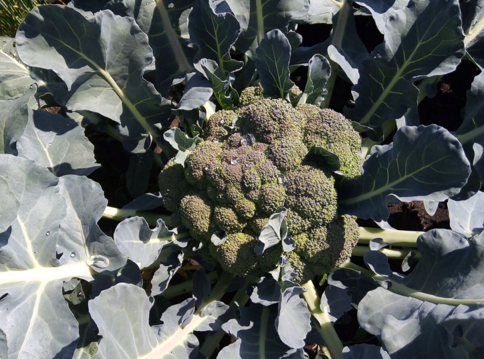 Пошаговое руководство по выращиванию брокколи