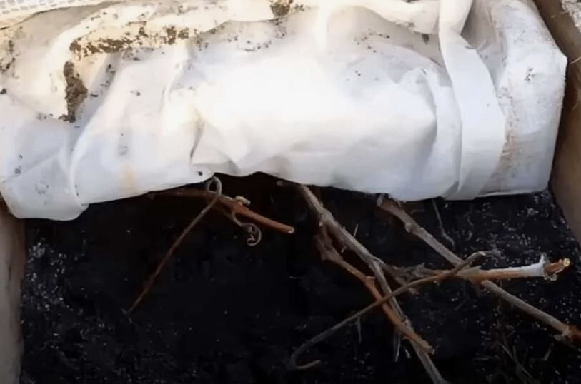 Как сохранить виноград при суровых зимах: секреты укрытия молодого виноградника