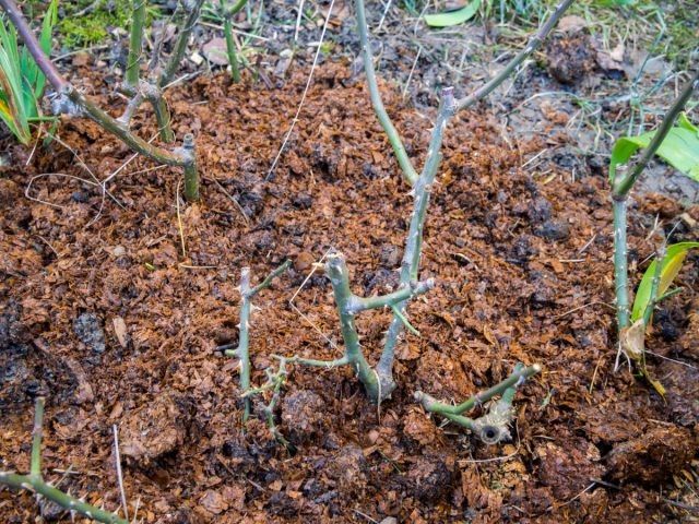 Не забудьте о мульче: как осень защищает ваши растения от зимних холодов