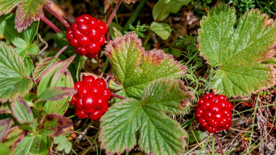 Княженика: чудо-ягода, которая покоряет сердца садоводов