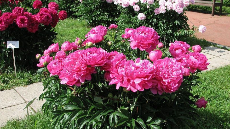 Пионы: воплощение красоты и изысканности в ваших садах