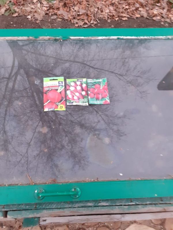 Огурцы на зиму: неожиданные методы посадки, которые стоит попробовать