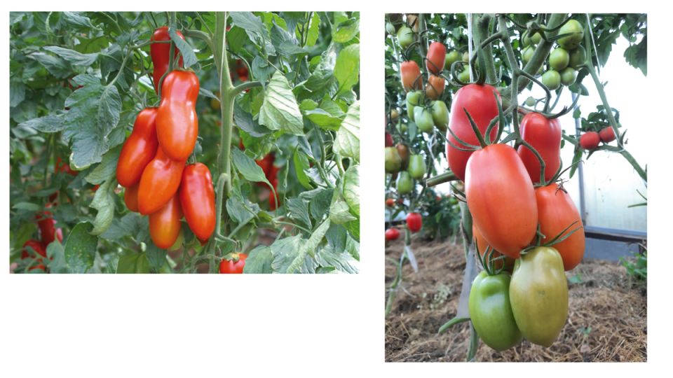 Томаты с удлиненной формой: Обзор популярных сортов