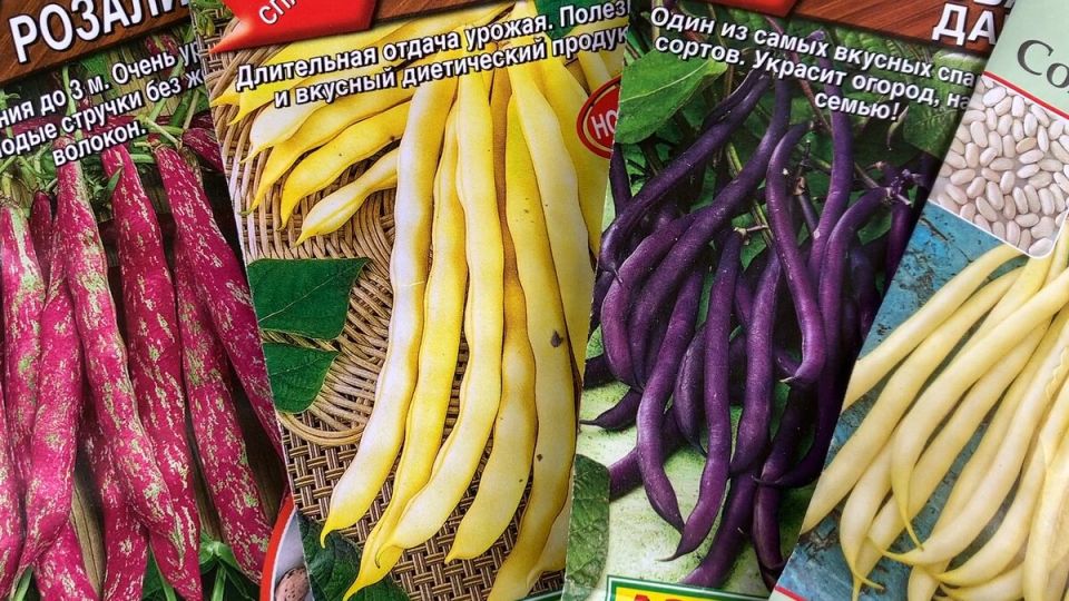 Спаржевая фасоль с декоративными стручками