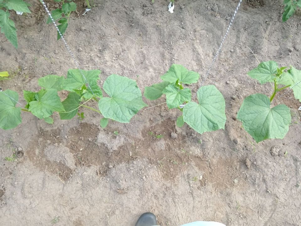 Как успешно посадить огурцы в июле: секреты второго урожая