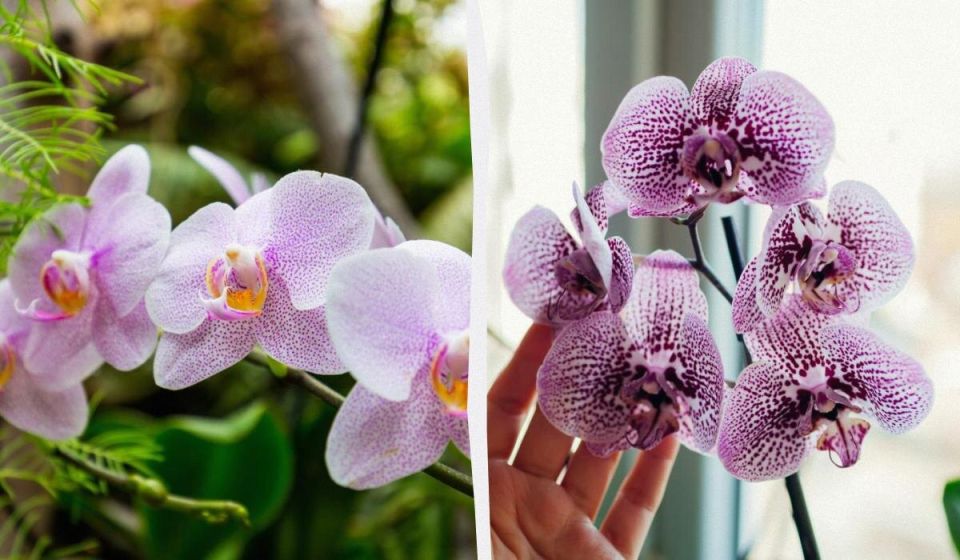 Секреты ухода: как подкормка кофе поможет орхидеям зацвести яркими красками