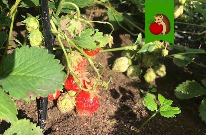 Как добиться сладкой и крупной клубники: советы по уходу во время наливания ягод