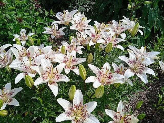 Сентябрь – идеальный месяц для пересадки многолетников: лучшие советы