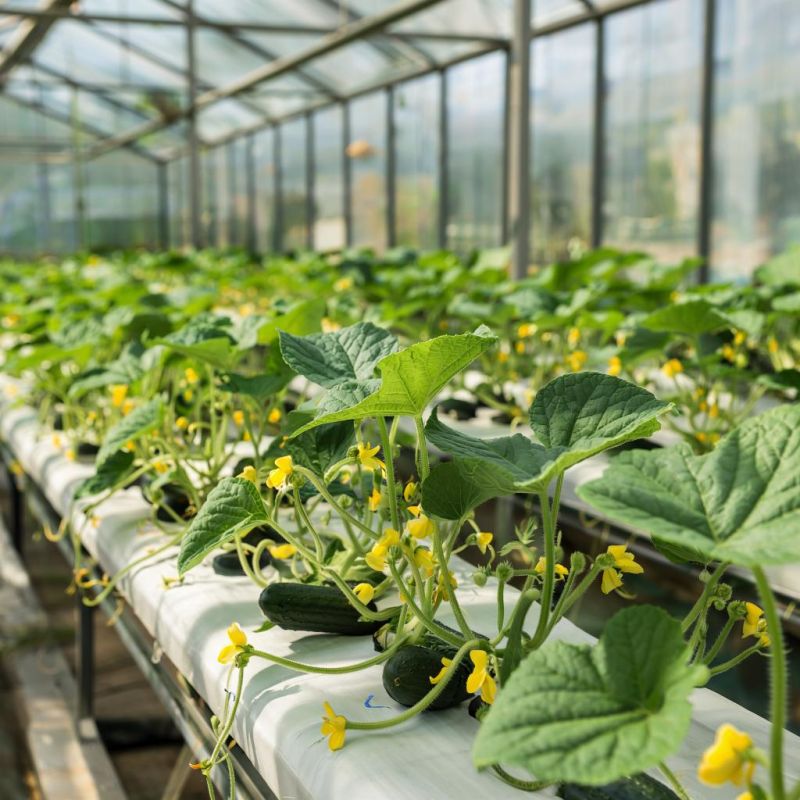 ��� ��������� ������ �� ��������� ������ ����: ������� ����������� � �������