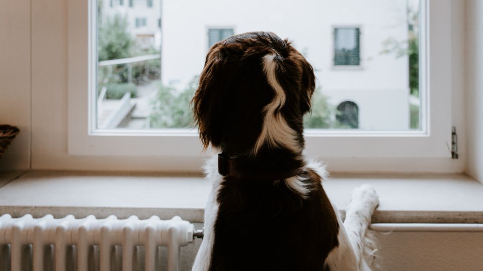 ��������� �� �����������: ��� ��� ����������, ��� ������ � �������� ������� �����