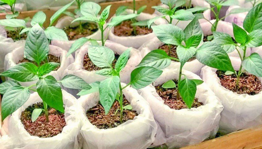 Семена на старте: как добиться быстрого роста и раннего урожая