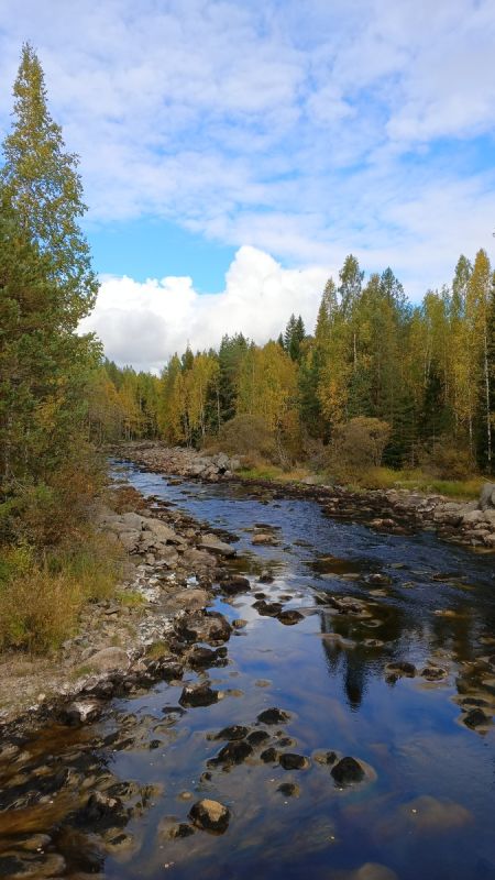 Возвращение в родные края: ностальгия, грибы и семейные традиции
